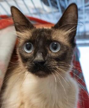 Widow -  Siamese Cat for Adoption in Encinitas, California - Widow | PetCurious