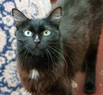 Rescue Domestic Medium Hair Cats for Adoption in Seattle, Washington - Bastet | PetCurious