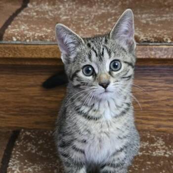 Paloma -  Domestic Short Hair Cat for Adoption in Guelph, Ontario - Paloma | PetCurious
