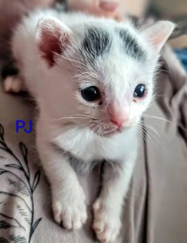 American Shorthair Cats Available for Adoption in Panama City, Florida - PJ | PetCurious