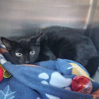 Binx -  Domestic Short Hair Cat for Adoption in Cedaredge, Colorado - Binx | PetCurious