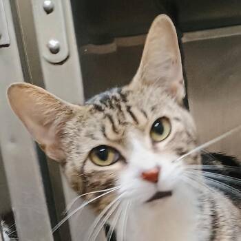Jim-Bob -  Domestic Short Hair Cat for Adoption in Palestine, Texas - Jim-Bob | PetCurious