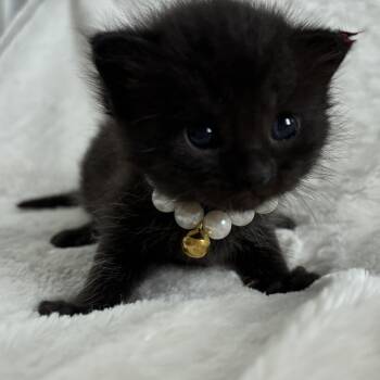 Rescue Domestic Short Hair and Burmese Cats for Adoption in Columbus, Ohio - Rachel | PetCurious