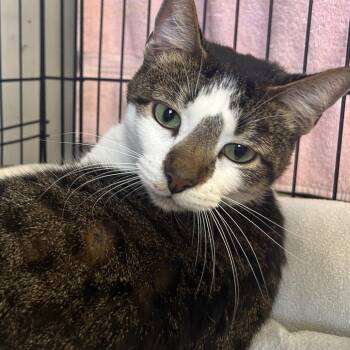 American Shorthair Cats Available for Adoption in Webster, Texas - Juiles | PetCurious