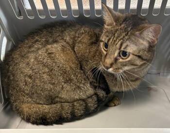 Domestic Short Hair Cats Available for Adoption in Lawrenceville, Georgia - If10c Lola | PetCurious