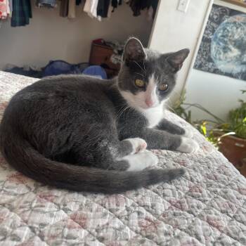 Annie -  Domestic Short Hair Cat for Adoption in Philadelphia, Pennsylvania - Annie | PetCurious