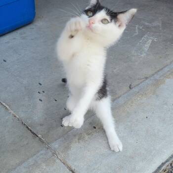 Laverne -  Domestic Short Hair Cat for Adoption in Racine, Wisconsin - Laverne | PetCurious