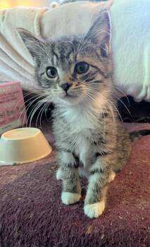 Rescue Tabby Cats for Adoption in Export, Pennsylvania - Buster | PetCurious
