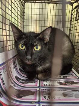 HORZA -  Domestic Medium Hair Cat for Adoption in San Antonio, Texas - HORZA | PetCurious
