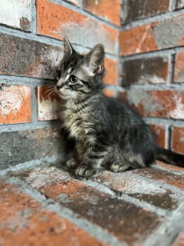 Rescue Domestic Short Hair Cats for Adoption in Bangs, Texas - Captain | PetCurious