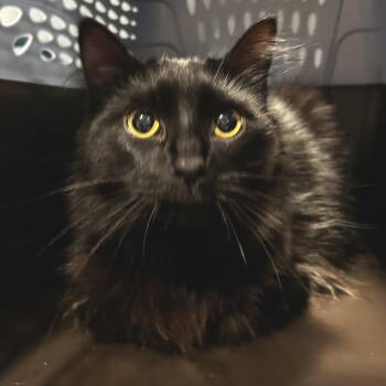 Lulu -  Domestic Long Hair Cat for Adoption in Chattanooga, Tennessee - Lulu | PetCurious