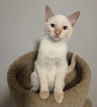 Hizzpop -  Siamese and Domestic Medium Hair Cat for Adoption in Sedalia, Colorado - Hizzpop | PetCurious