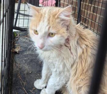 Domestic Medium Hair Cats Available for Adoption - If 12c | PetCurious