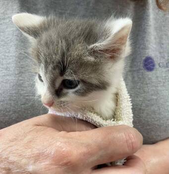 Conner - At shelter -  Domestic Short Hair Cat for Adoption in Rustburg, Virginia - Conner - At Shelter | PetCurious