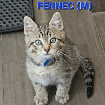 Fennac -  Domestic Short Hair Cat for Adoption in Fairway, Kansas - Fennac | PetCurious