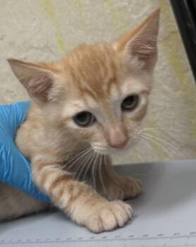 Domestic Short Hair Cats Available for Adoption in Honolulu, Hawaii - Creamsicle | PetCurious