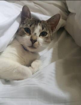 Rescue Domestic Short Hair Cats for Adoption in Mission Viejo, California - Gia | PetCurious