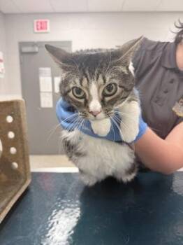 Domestic Short Hair Cats Available for Adoption - Brutus | PetCurious