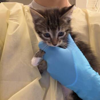Leon Kittendy -  Domestic Short Hair Cat for Adoption in Council Bluffs, Iowa - Leon Kittendy | PetCurious