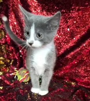 Squash -  Domestic Short Hair Cat Available for Adoption in Conway, South Carolina - Squash | PetCurious
