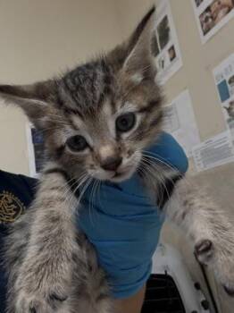 Bracken -  Domestic Short Hair Cat for Adoption in Honolulu, Hawaii - Bracken | PetCurious