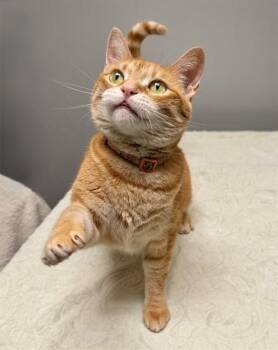MYSTERY -  Domestic Short Hair Cat for Adoption in Leesburg, Virginia - MYSTERY | PetCurious