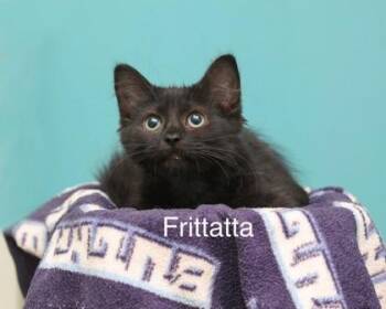 Frittatta -  Domestic Medium Hair and Domestic Short Hair Cat for Adoption in Parma, Ohio - Frittatta | PetCurious