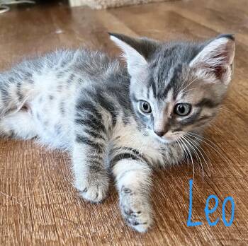 Leo -  Domestic Short Hair Cat for Adoption in Bethel, Ohio - Leo | PetCurious