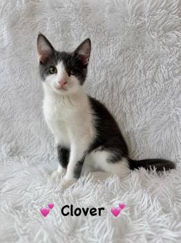 Clover -  Domestic Short Hair Cat for Adoption in Copley, Ohio - Clover | PetCurious
