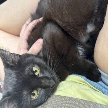 Moana -  Domestic Short Hair Cat for Adoption in Tampa, Florida - Moana | PetCurious