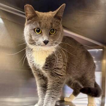 Domestic Short Hair Cats Available for Adoption in Hemet, California - Raye | PetCurious