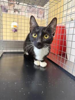 Domestic Short Hair Cats Available for Adoption in Fort Myers, Florida - ISABELLE | PetCurious