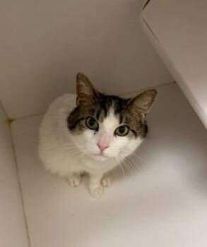 RIFF -  Domestic Short Hair Cat for Adoption in Chillicothe, Ohio - RIFF | PetCurious