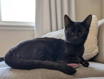 Dali-$75 Adoption Fee Special! -  Domestic Short Hair Cat for Adoption in Fort Myers, Florida - Dali-$75 Adoption Fee Special! | PetCurious