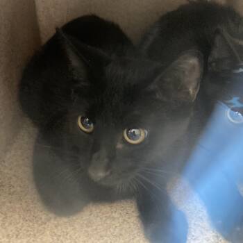Rescue Domestic Short Hair Cats for Adoption in Galveston, Texas - Midnight | PetCurious