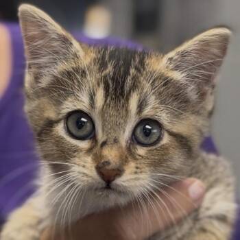 Lilly -  Domestic Short Hair Cat for Adoption in Midland, Texas - Lilly | PetCurious