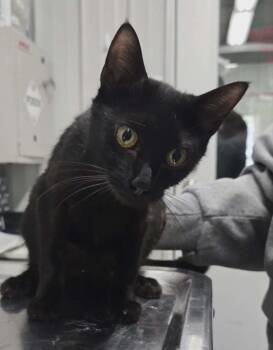 Lucy -  Domestic Short Hair Cat for Adoption in Hillsdale, Indiana - Lucy | PetCurious