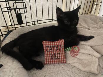 Little Squirt -  Domestic Short Hair Cat for Adoption in Lemoyne, Pennsylvania - Little Squirt | PetCurious