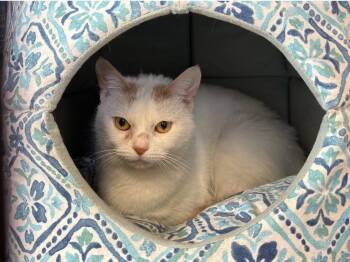 Opal -  Domestic Short Hair Cat Available for Adoption in Peru, New York - Opal | PetCurious