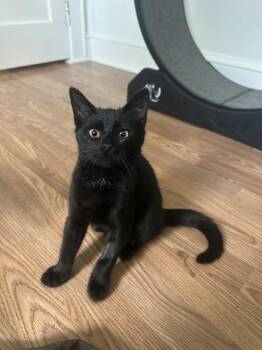 Yazid -  Domestic Short Hair Cat for Adoption in Candler, North Carolina - Yazid | PetCurious