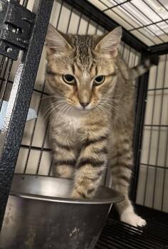 Quinn -  Domestic Short Hair Cat for Adoption in Greenville, North Carolina - Quinn | PetCurious