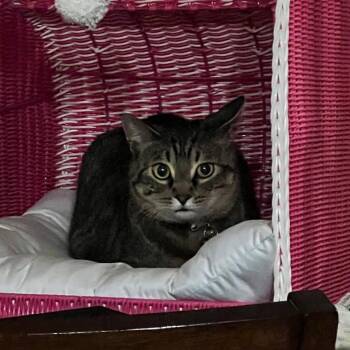 Domestic Short Hair Cats Available for Adoption in Sioux Falls, South Dakota - Pugsley | PetCurious