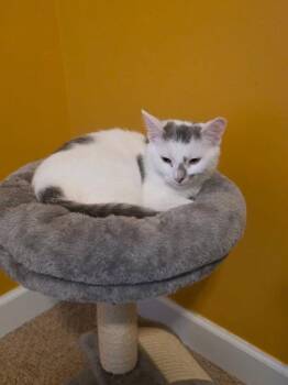 Zora -  Domestic Short Hair Cat for Adoption in Breinigsville, Pennsylvania - Zora | PetCurious