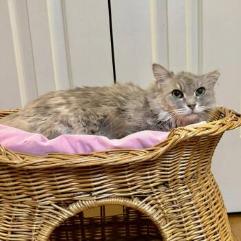 Domestic Medium Hair Cats Available for Adoption - Alice | PetCurious
