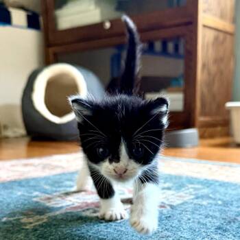 Cashew -  Domestic Short Hair Cat for Adoption in Long Beach, California - Cashew | PetCurious