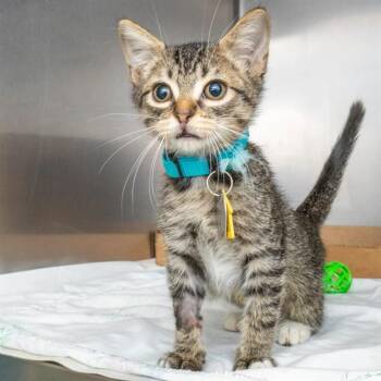 MAGPIE -  Domestic Short Hair Cat for Adoption in St. Louis, Missouri - MAGPIE | PetCurious