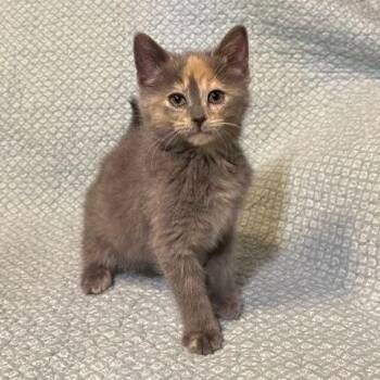 Domestic Short Hair Cats Available for Adoption in Waterloo, Iowa - Coral | PetCurious