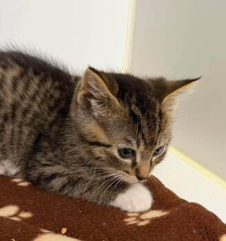 Nola -  Domestic Short Hair Cat for Adoption in Othello, Washington - Nola | PetCurious