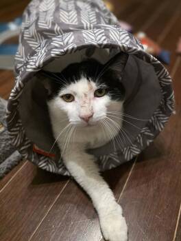 Domestic Short Hair Cats Available for Adoption - Artax | PetCurious