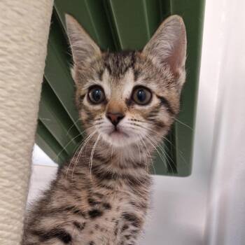 Bitsy -  Domestic Short Hair Cat for Adoption in Watertown, New York - Bitsy | PetCurious